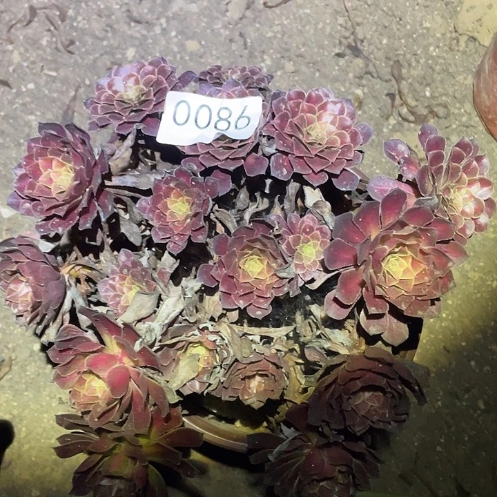 多肉植物法师86黑铜壶中班