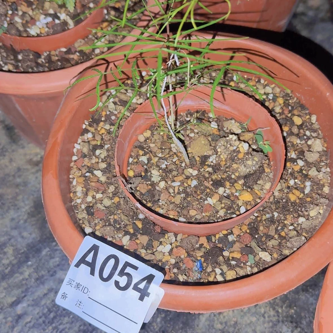 【闪购商品】F****2块根植物