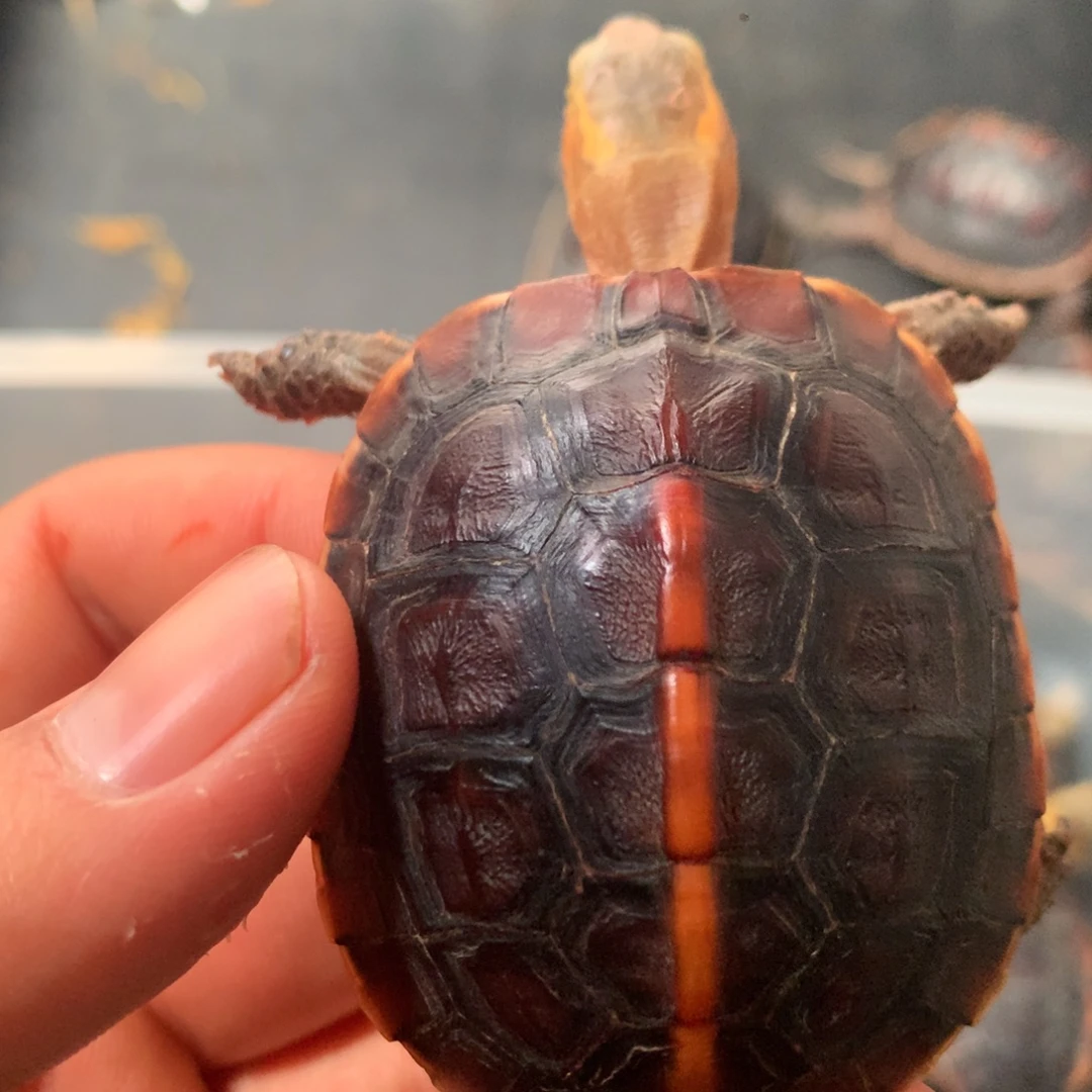 宠物龟不分公母宠物龟