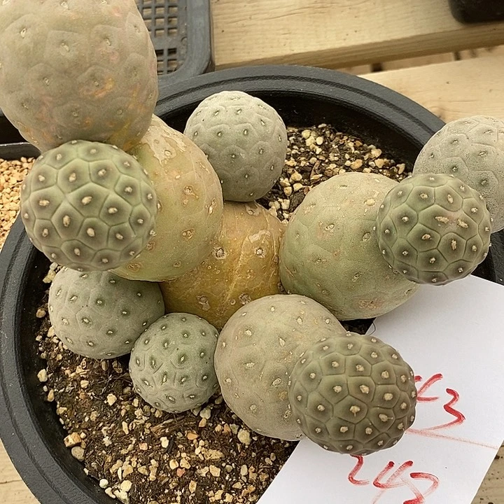 248习志野一群一群