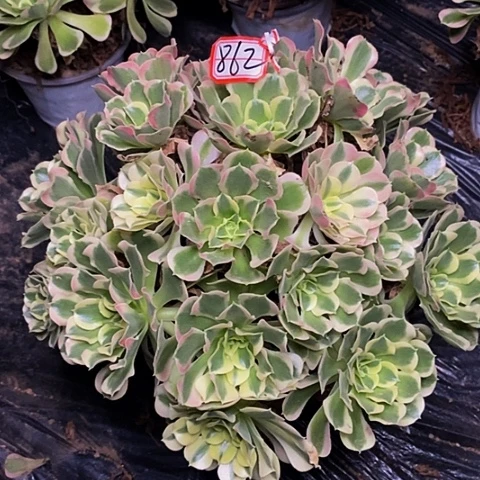 丘比特多头老桩862号