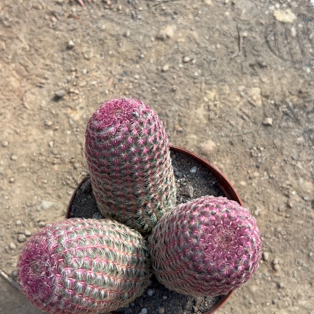 *****零零落落 零零落落