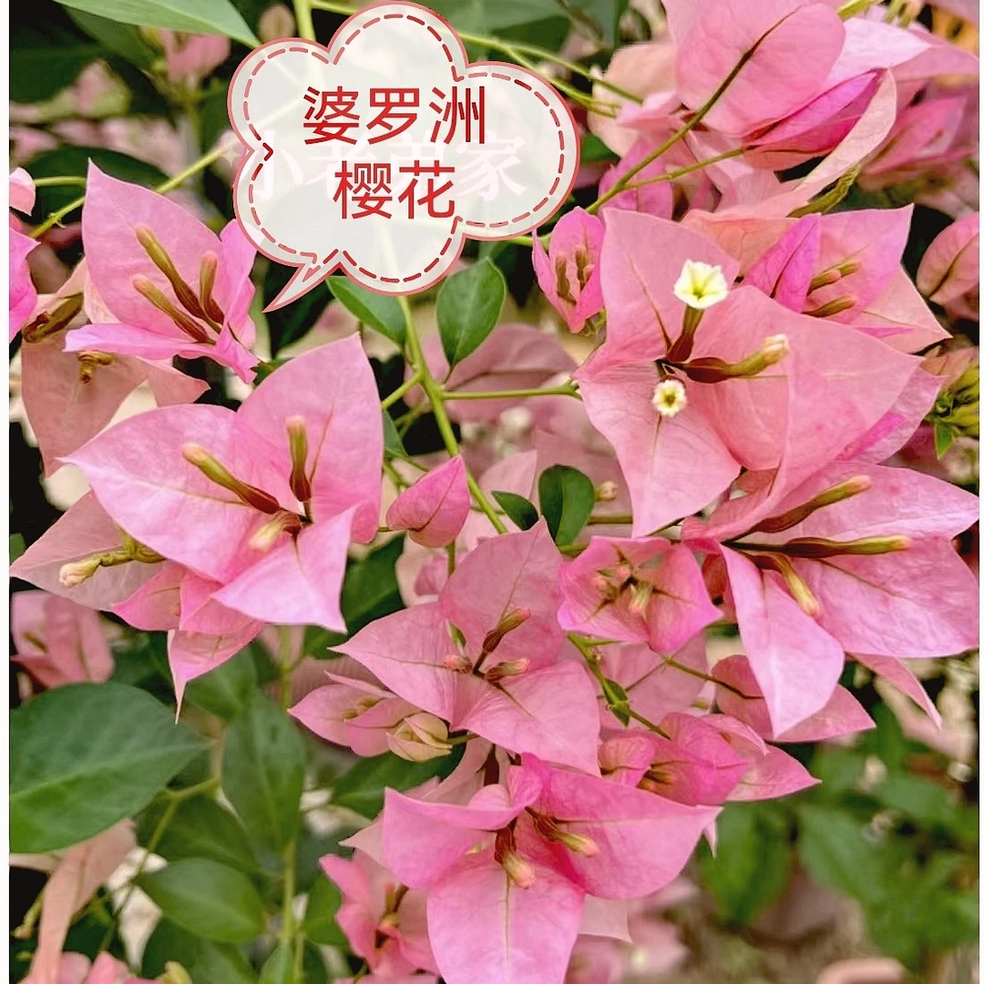 【婆罗洲樱花】新优品种三角梅