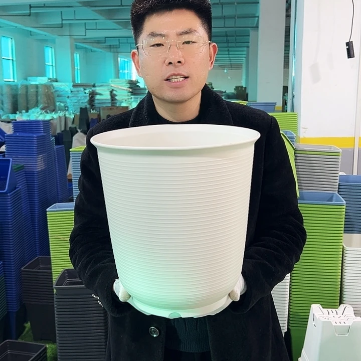 正品高陶口30高31白色5只无托