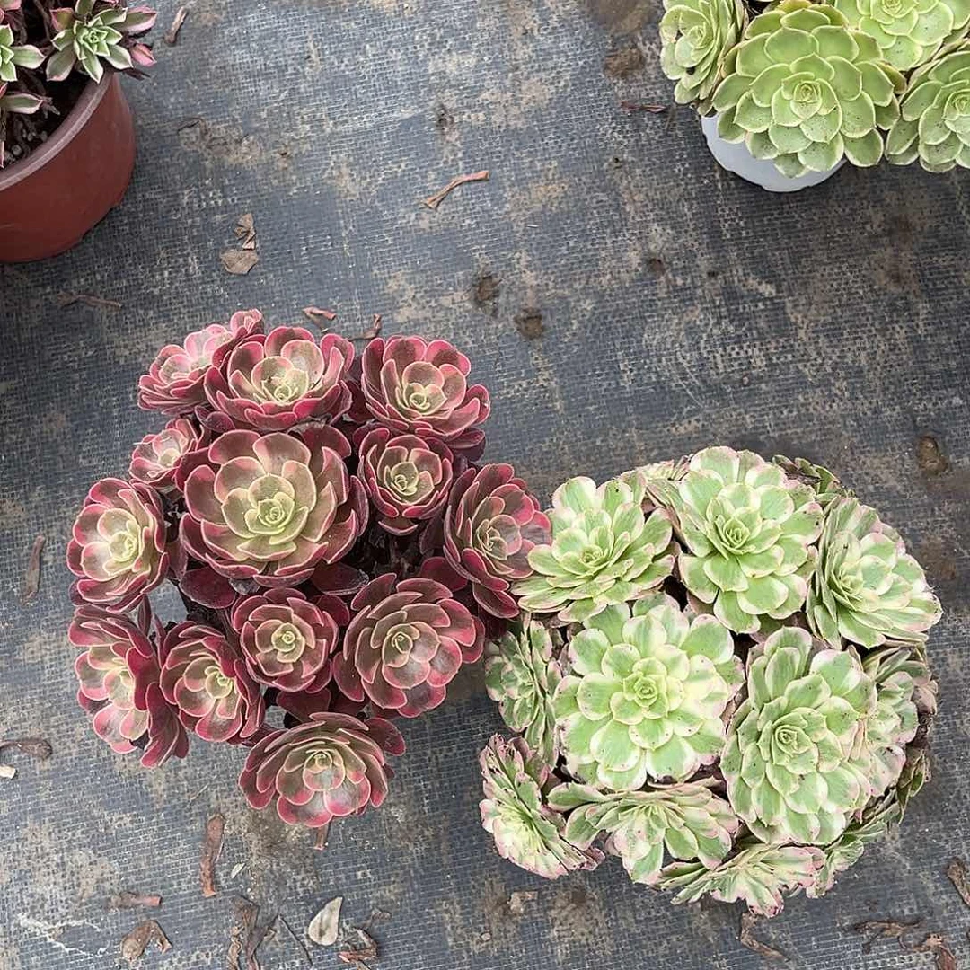 好看好看好看好看