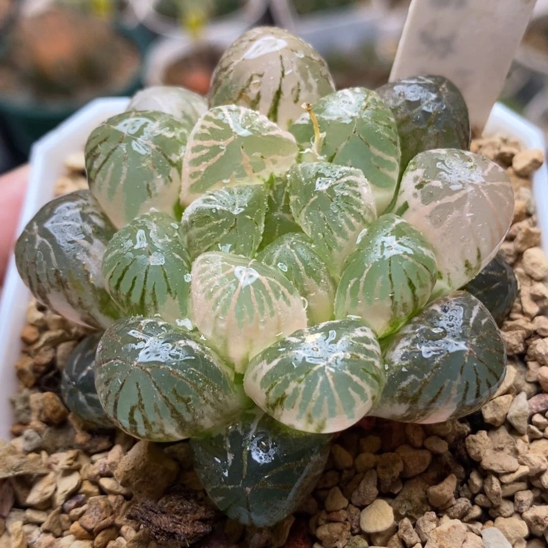 320塑料皮玉露锦一物一拍