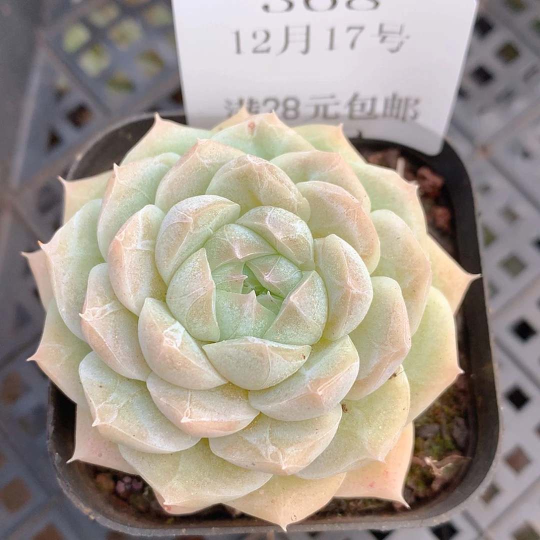 【闪购商品】云368号