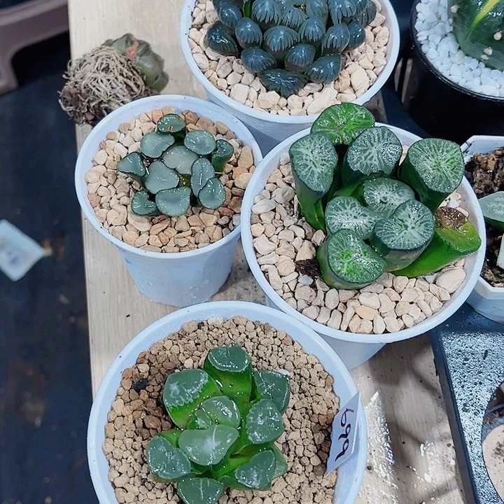 翡翠龙空门冰灯姬翠寿