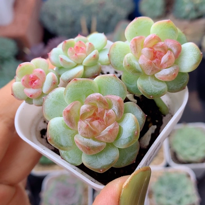 58包邮  群生不包整甜心3