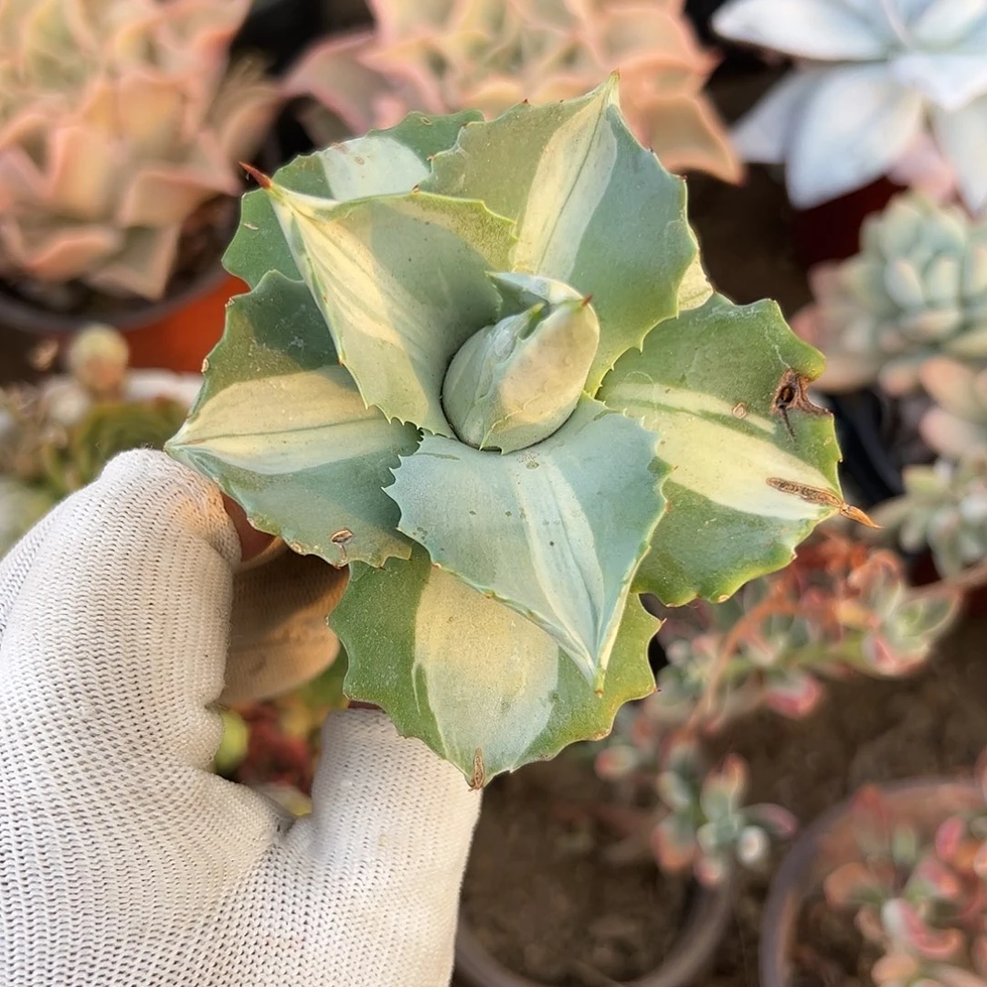 多肉植物雷神中班