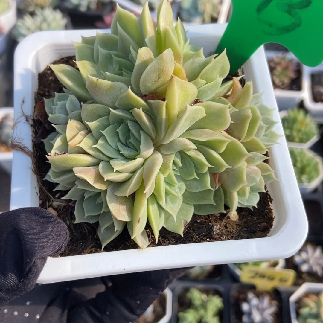 843昂斯诺多肉植物保护