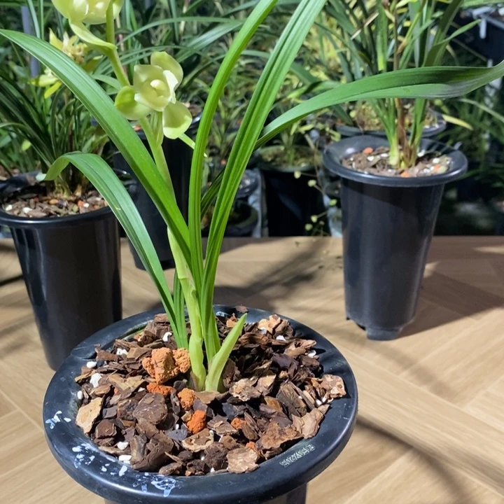 吉***下无花朵素荷蝶好看美丽