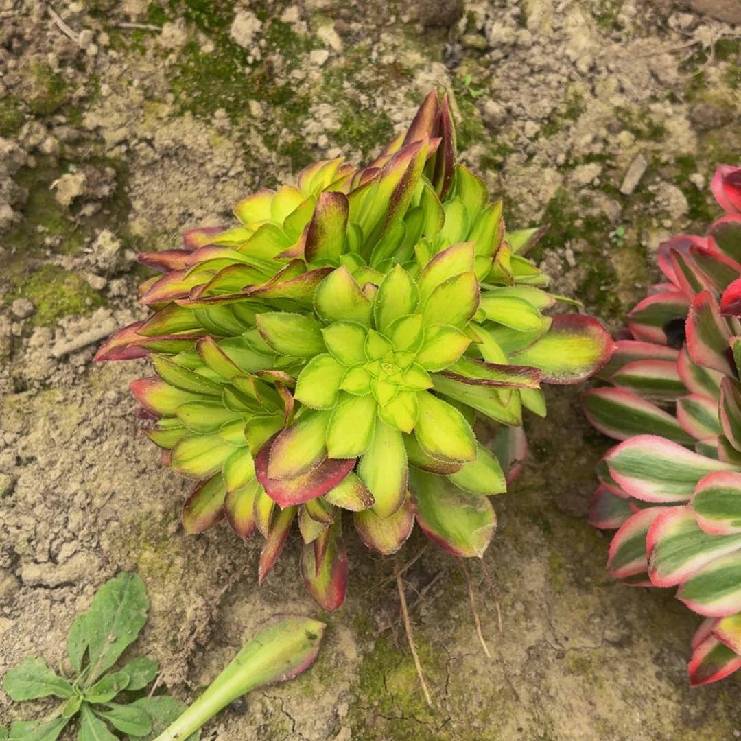 韶华多肉植物捧花5