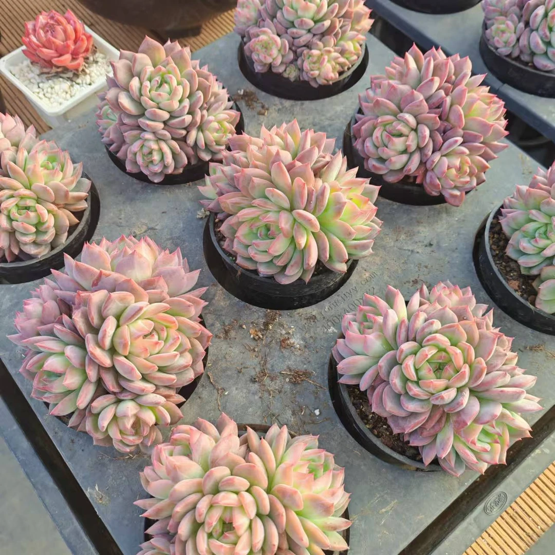 10#红鸾五头起多肉植物     前男友精品多肉 A491