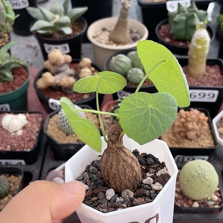 230泰系荔枝龟块根
