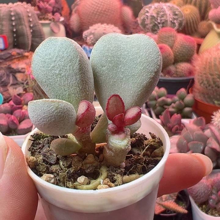 啦啦啦啊我来啦我去我