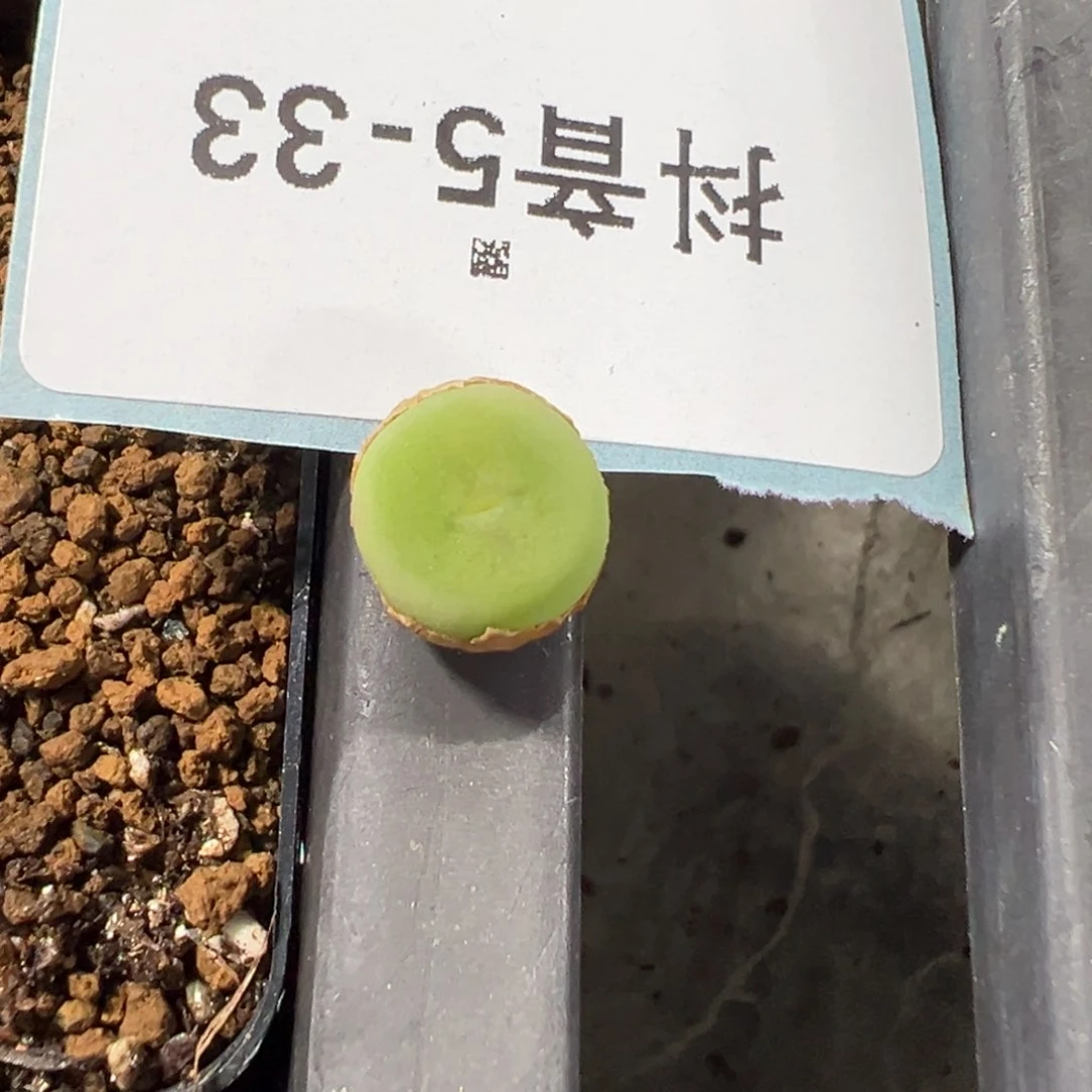 5-33拉姆肉锥多肉植物