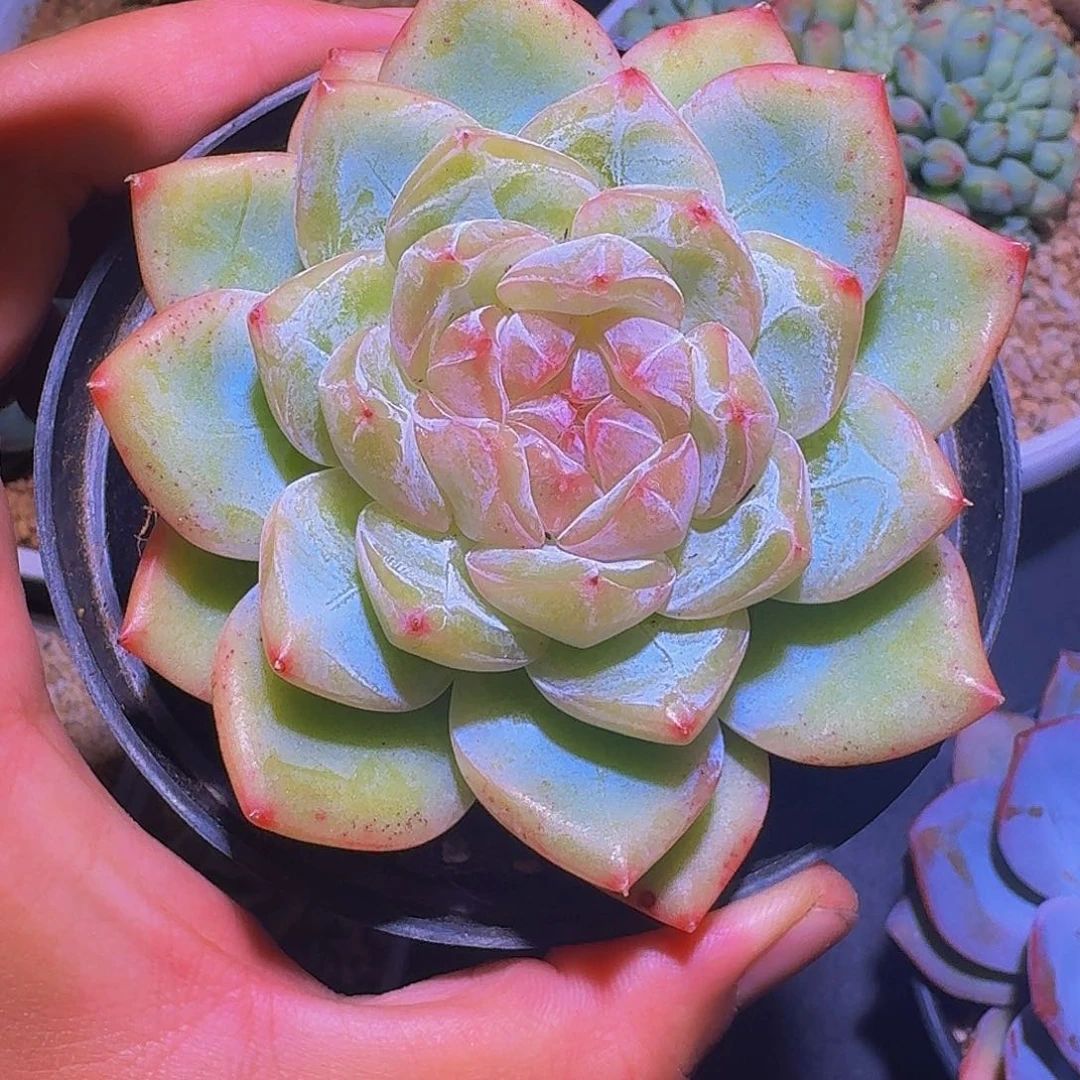糖心杂交 新品 一物一拍