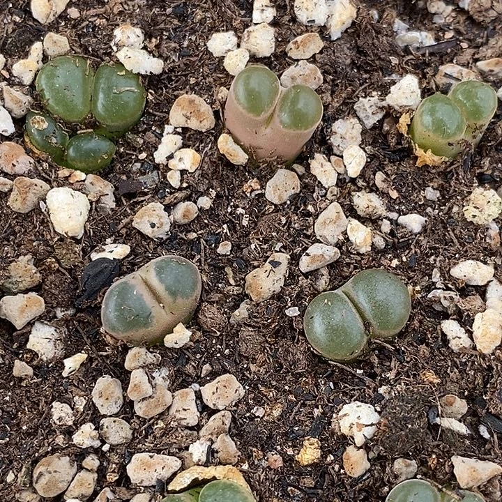 粉磁铁风铃一颗一颗