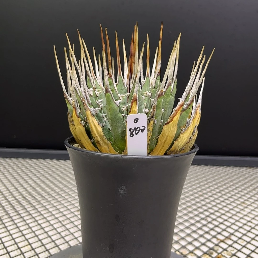 无花朵曲刺妖炎800