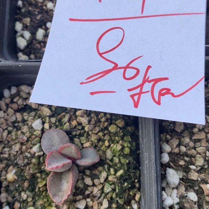 1757一筐水泡组合