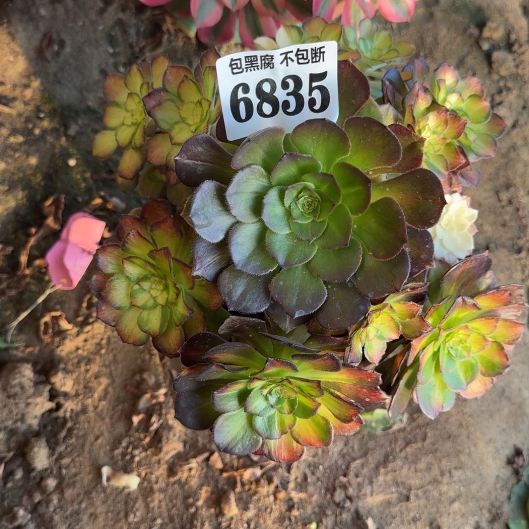 法师海王七彩6835 20-19