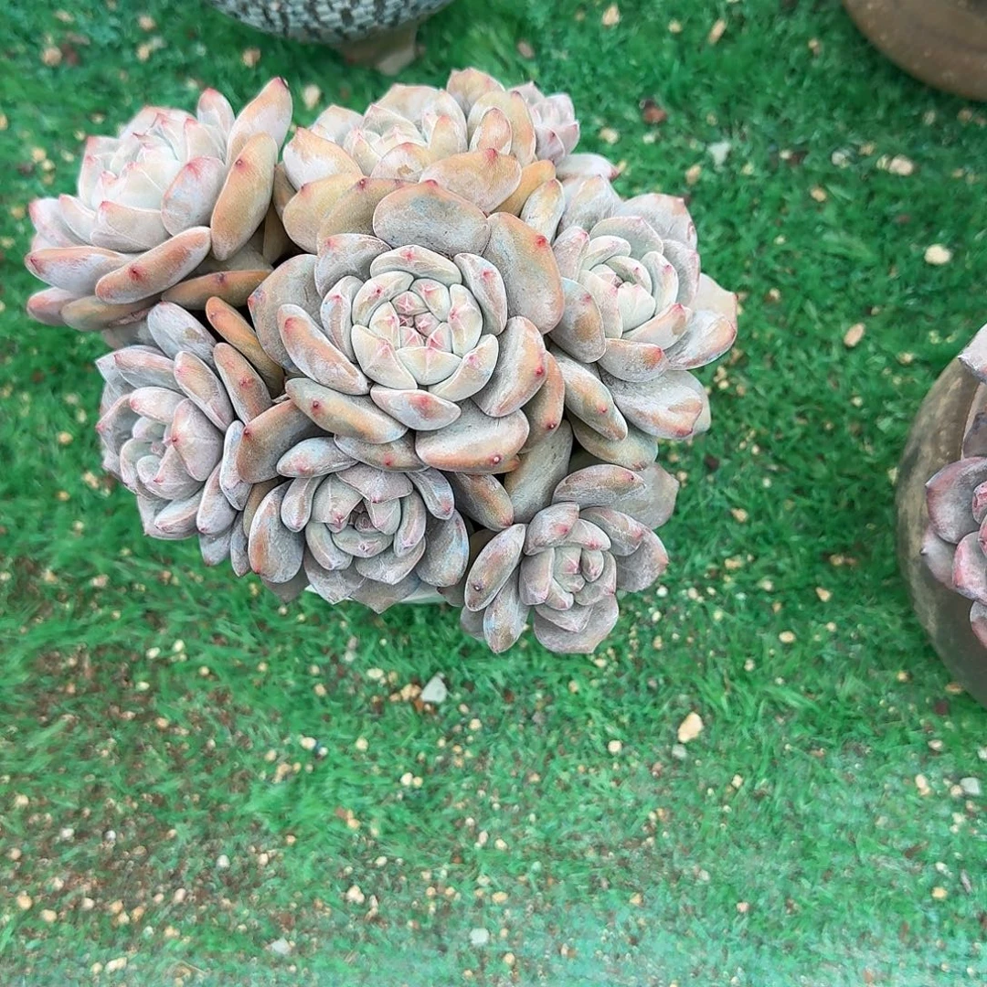 紫石榴籽8头默认有砍