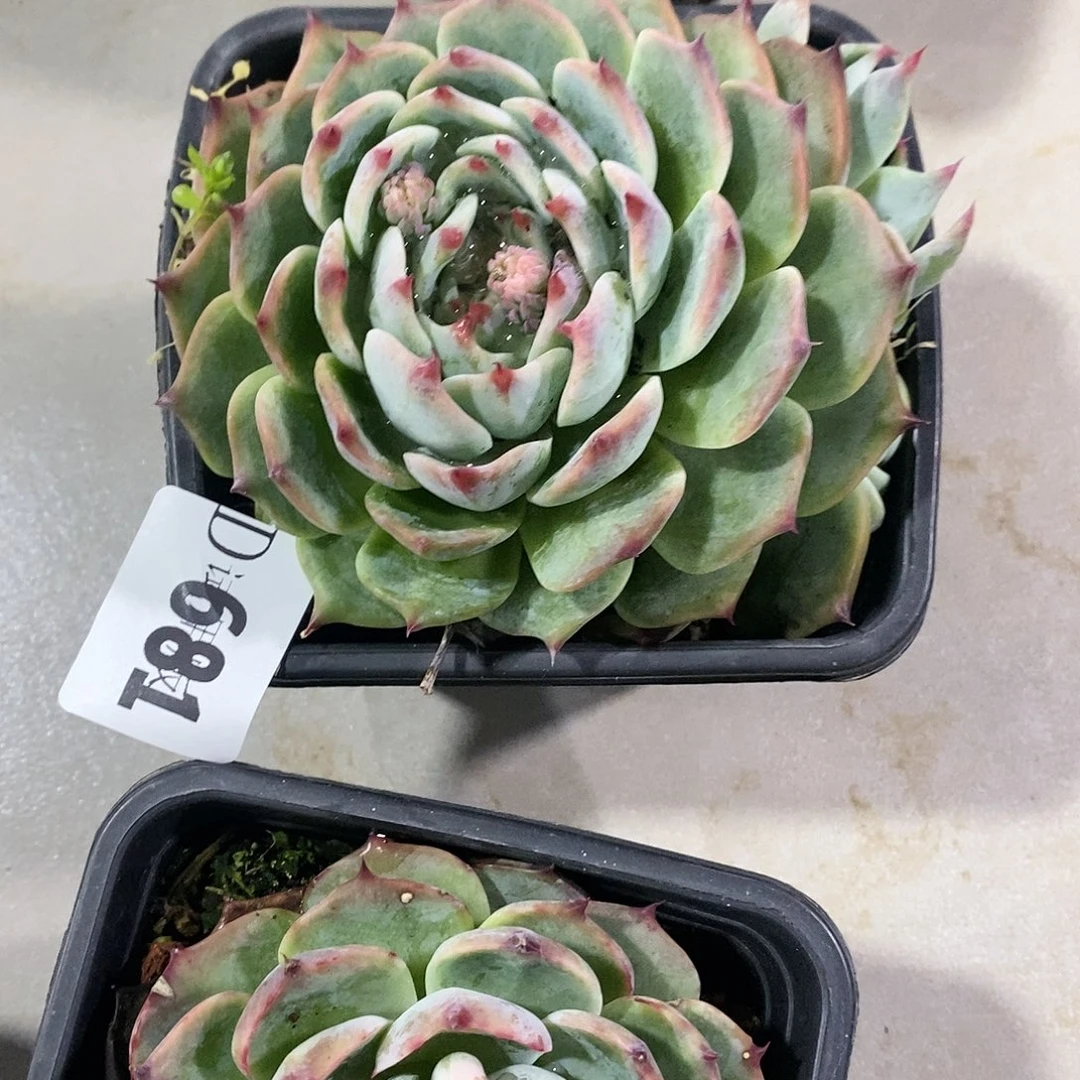 存*姐681惊鸿仙子多肉