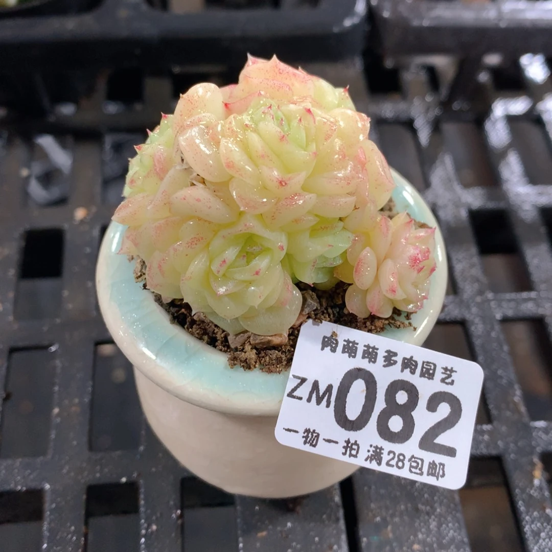 肉萌萌拇指盆精控多肉ZM082