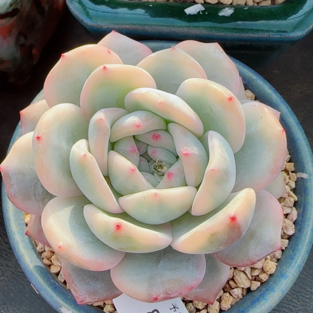 橙子锦，8363多肉植物