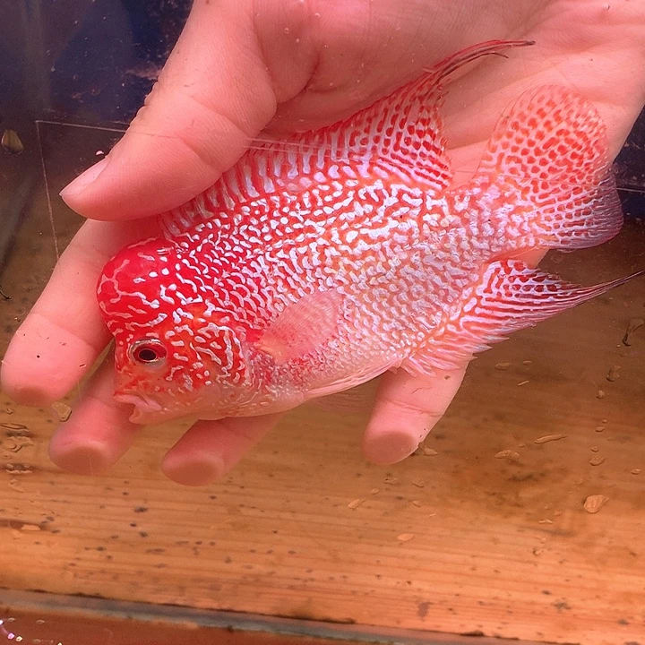 潮***磯罗汉鱼福利火凤凰888888