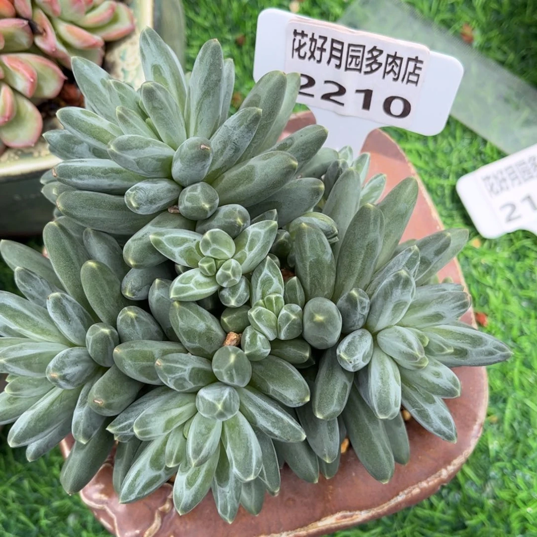 あ***³多肉植物2210不带盆