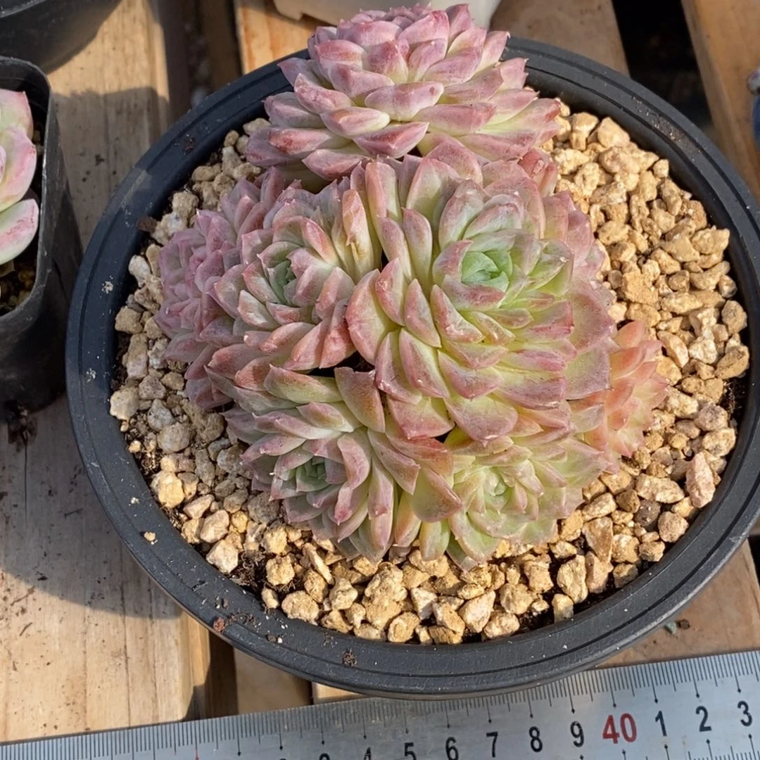 精品多肉一物一拍不包整246