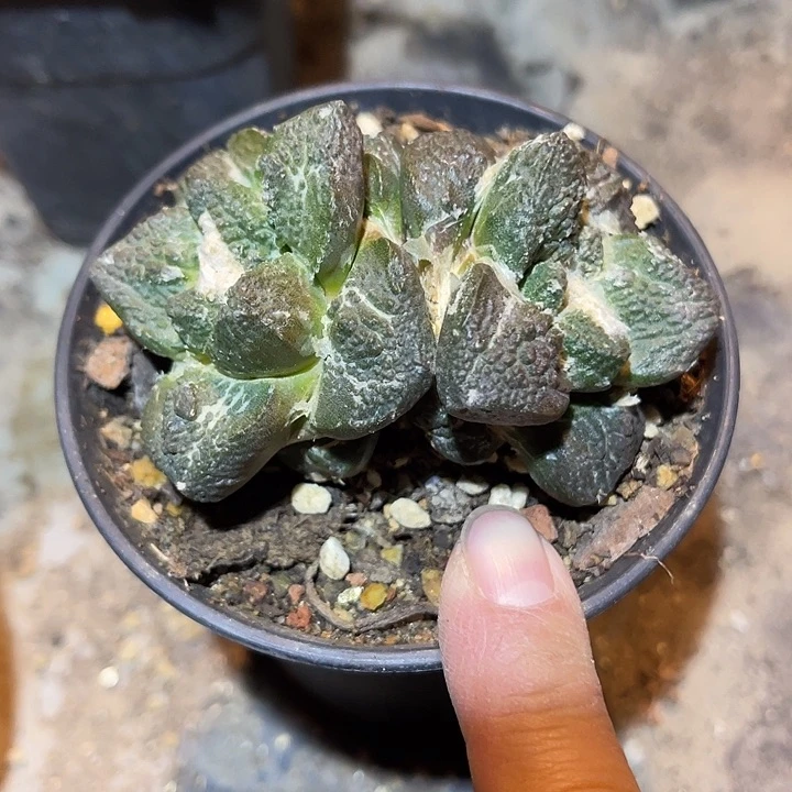 满38包邮2天凑单，脱土晾根发货多肉植物