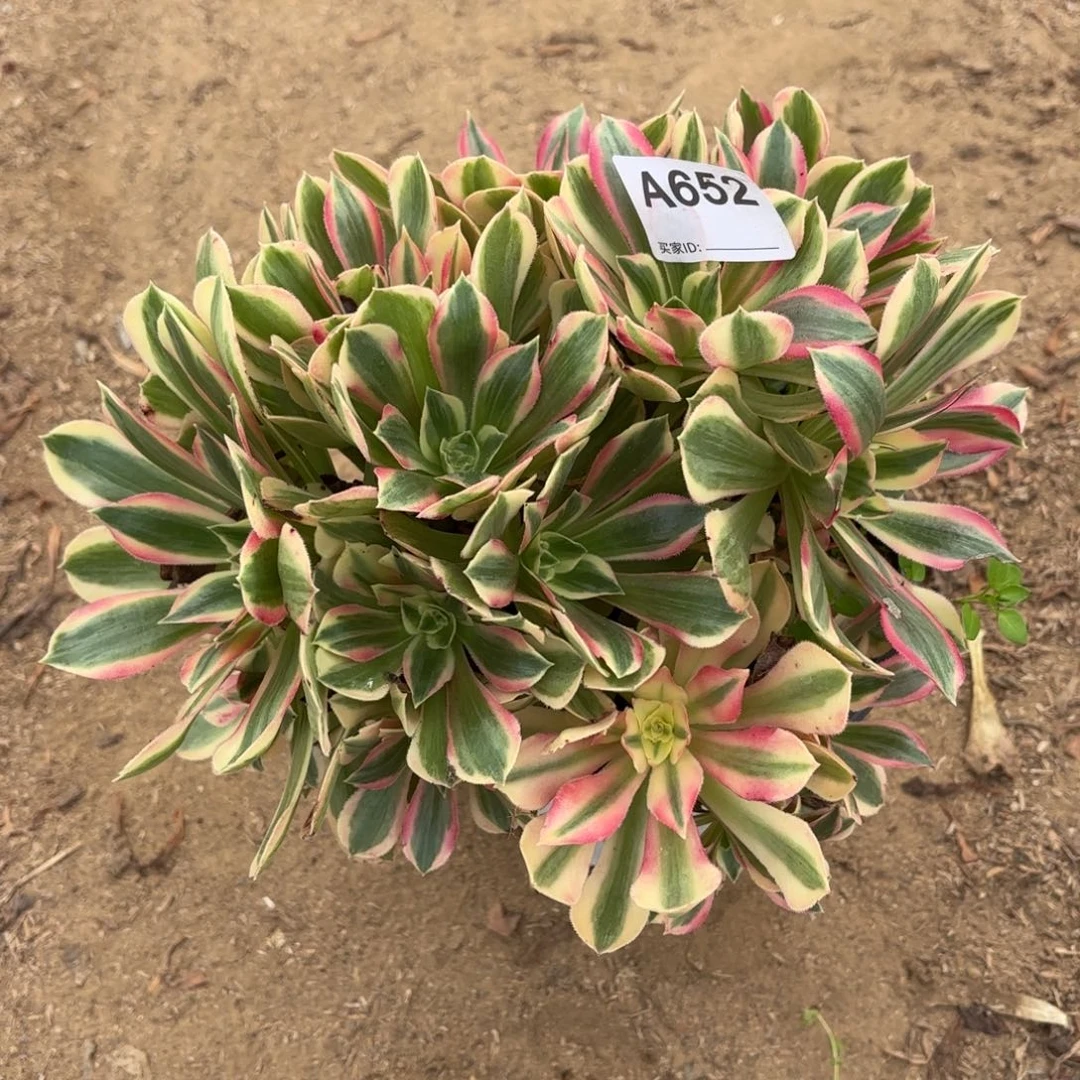 女神丛林断枝不包652