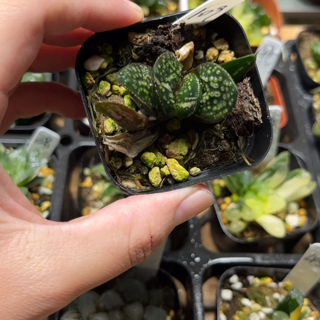 109紫禁城锦一物一拍