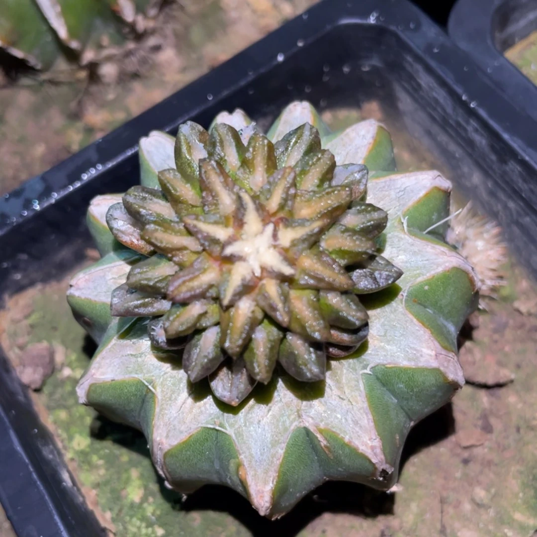 自己黑牡丹仙人球开花