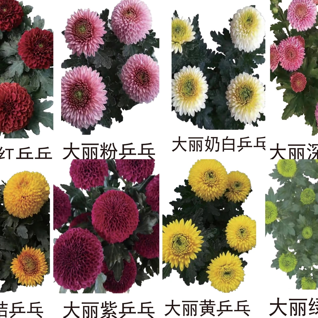 福利款乒乓球菊小苗，2号链接7个不同的颜色开花，包对版，包成活