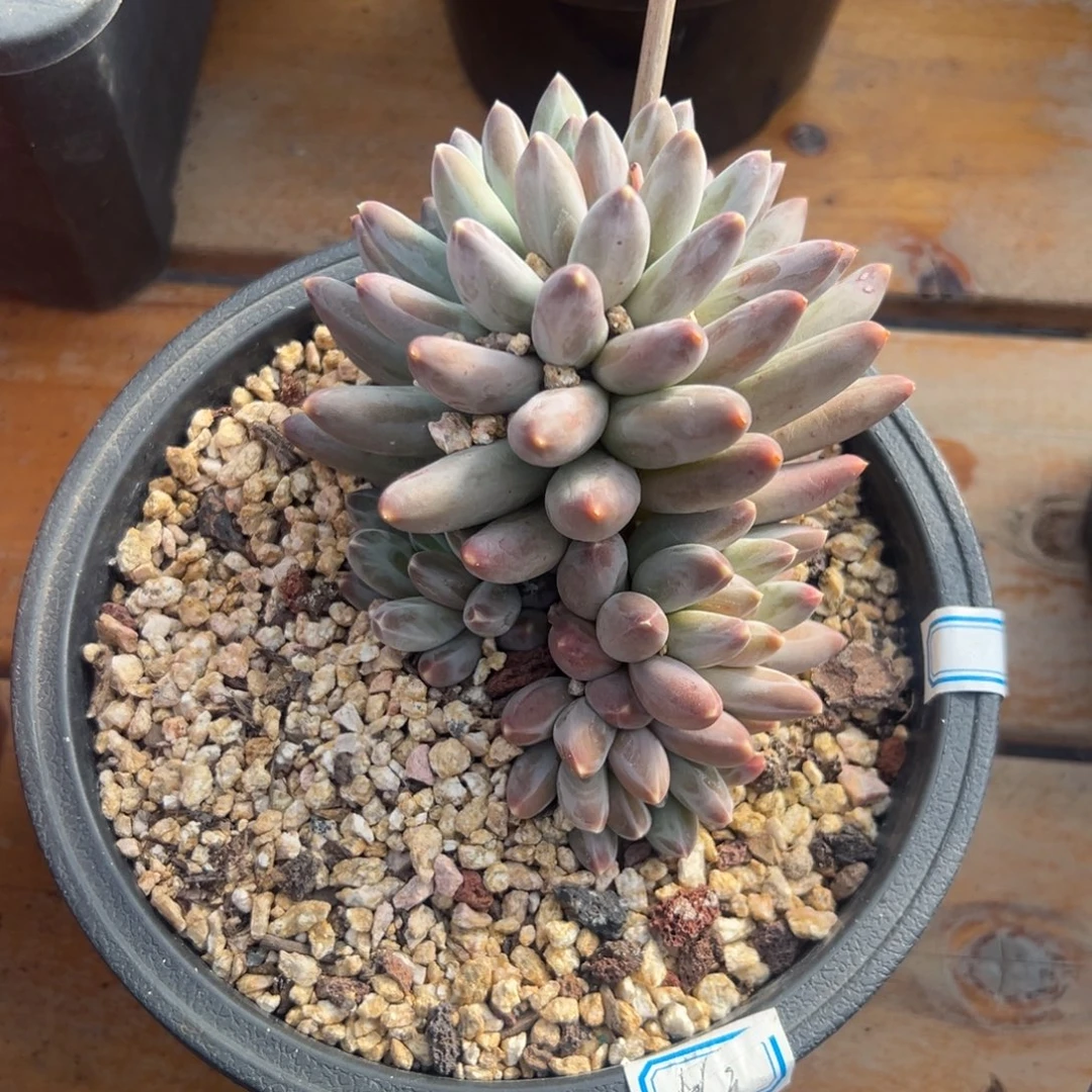 多肉伊卡鲁斯【非偏远满18包邮】