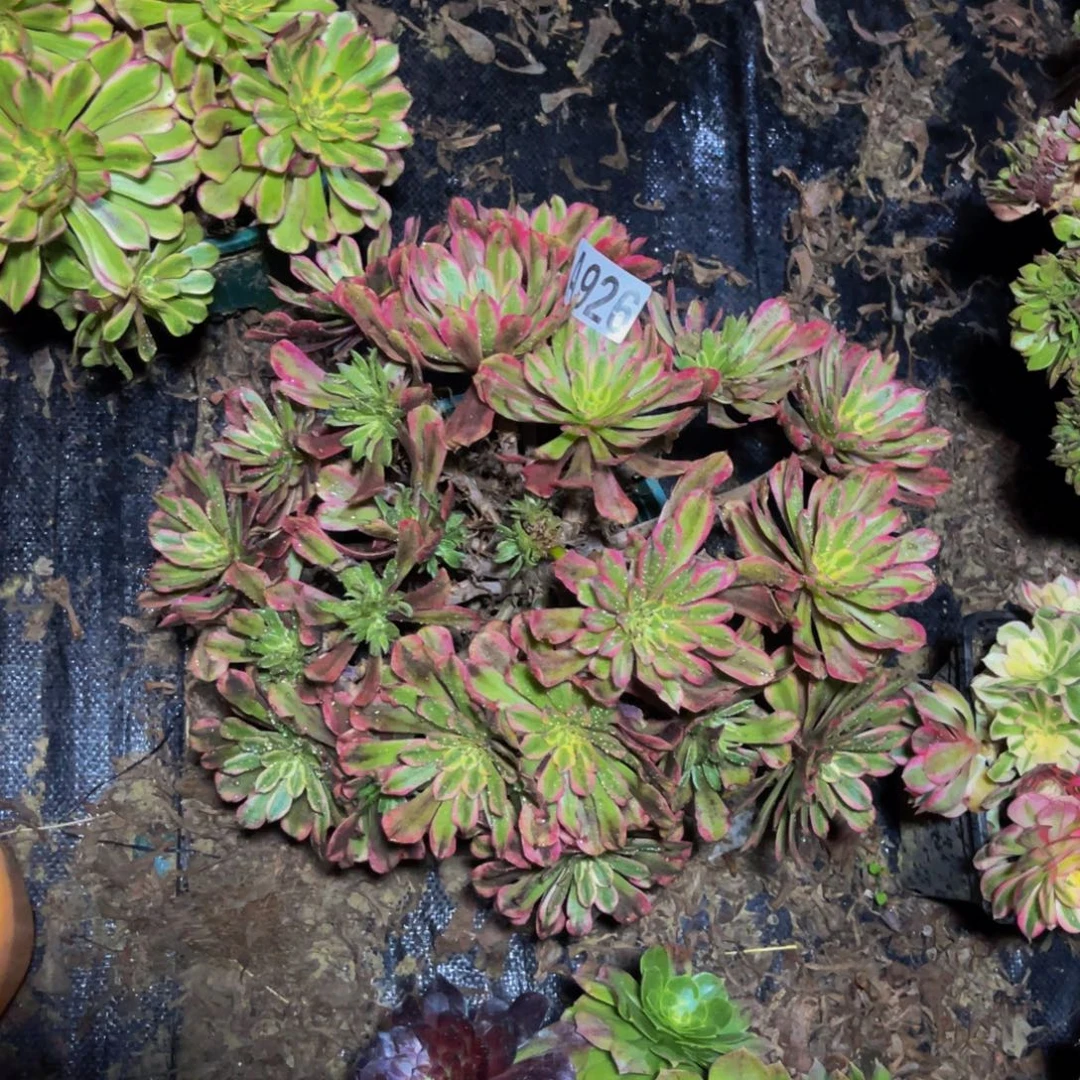 糖果粉黛法师1-49