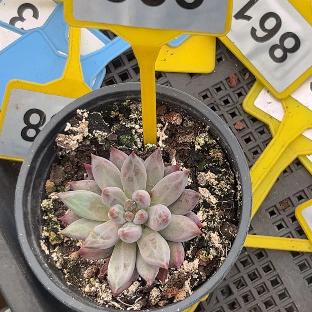多肉植物虞美人866