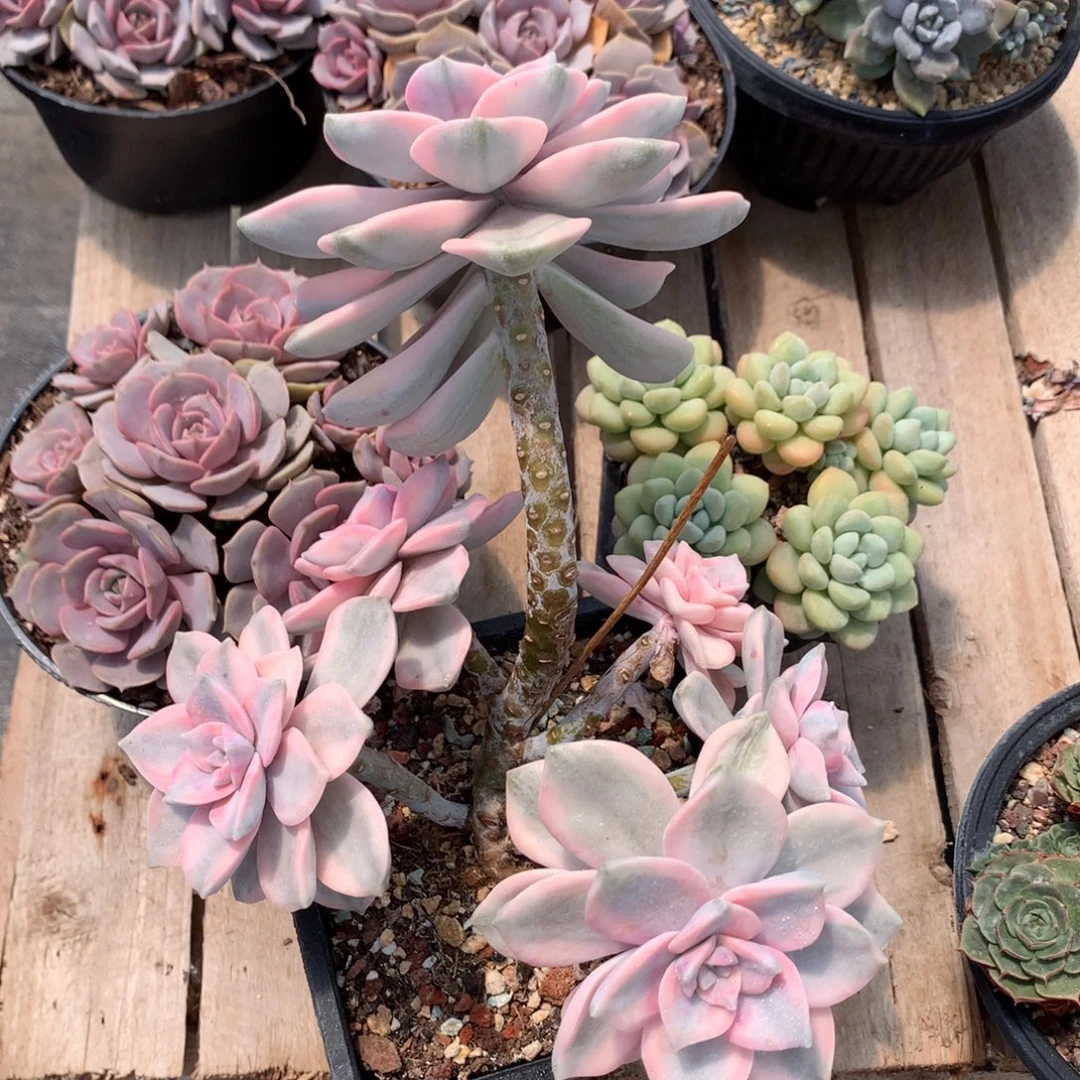 紫了锦多肉植物ruhn