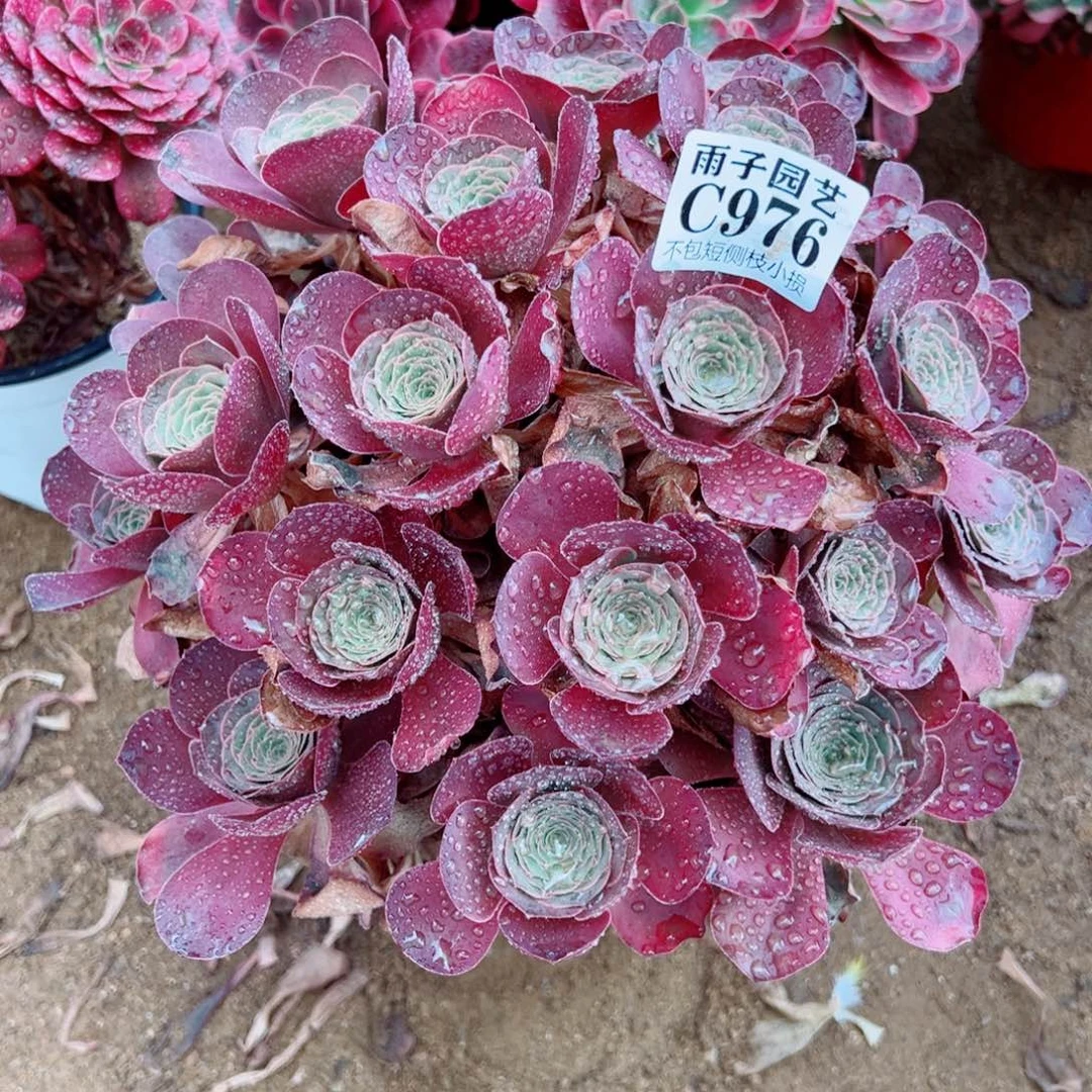 976魅金玫瑰尺寸30左右