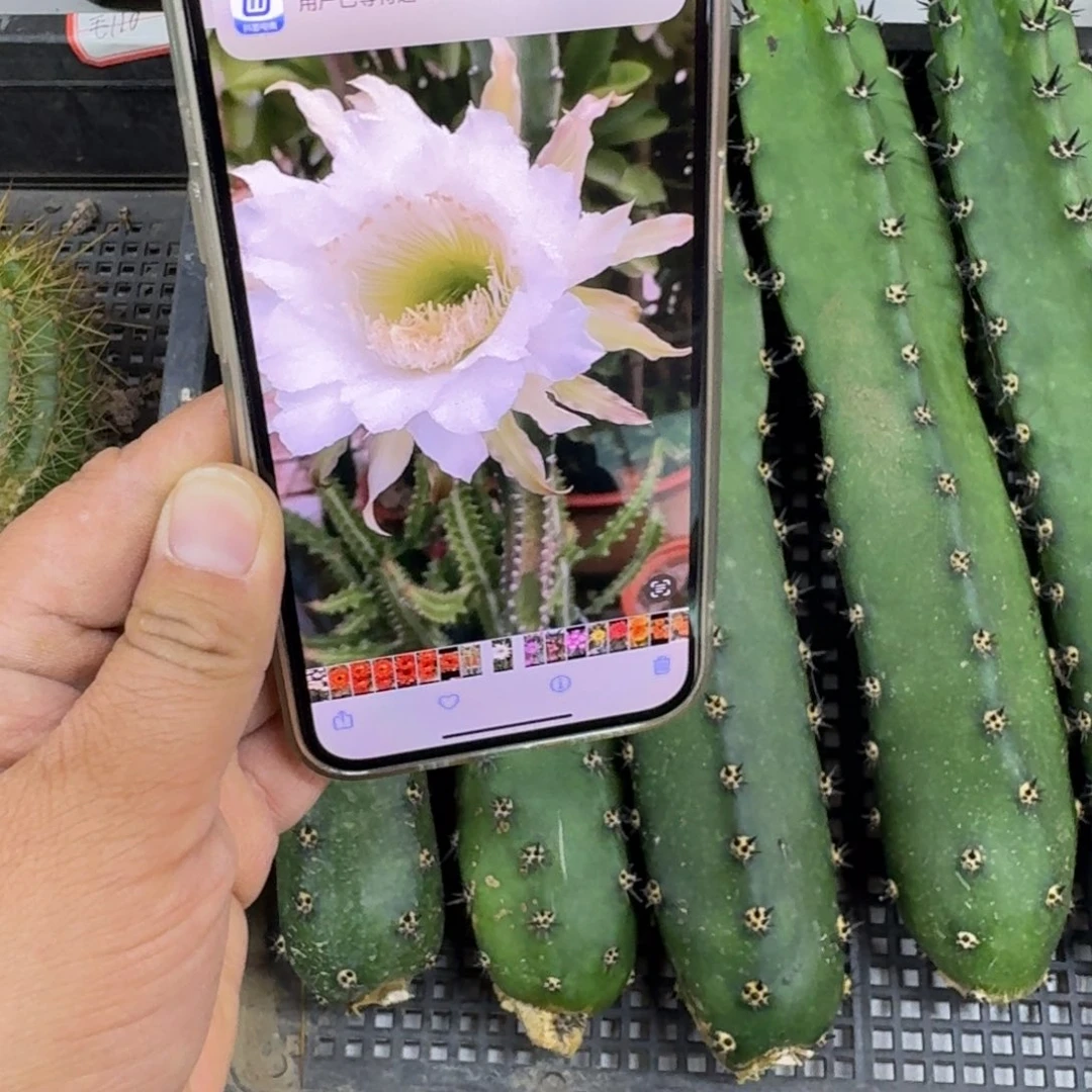 黑刺无根侧牙25公分左右斑，20包邮