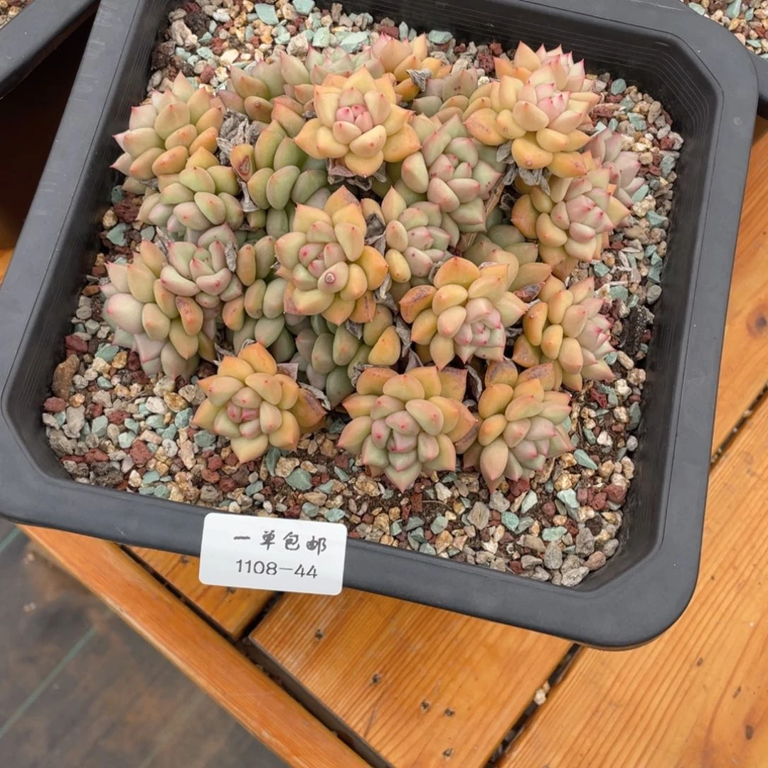 娟*1108-44-黄金象牙，，，，，，，