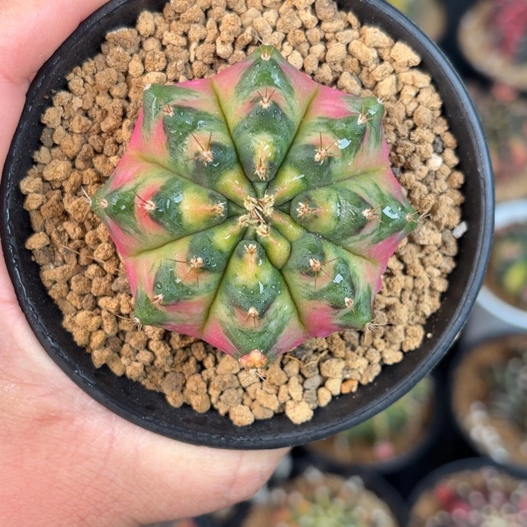 泰系米哈仙人球888