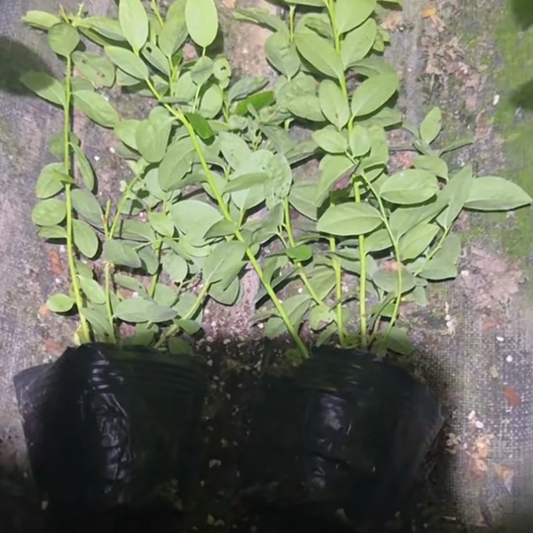 蓝莓小钵-6奶苗子（高温慎拍）2颗