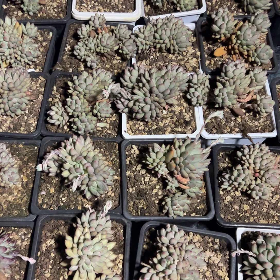 38-20岩字多头多肉随机