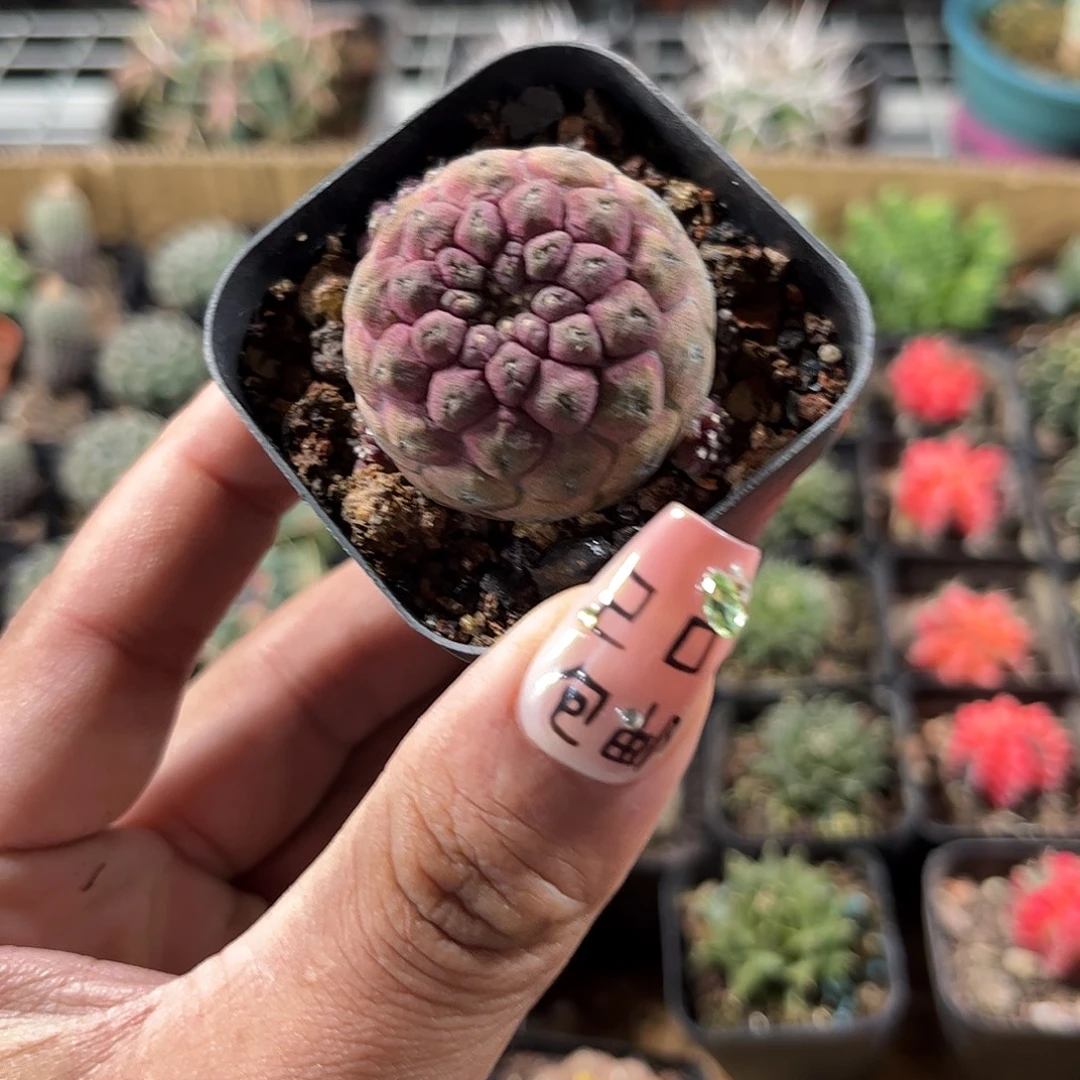 蜥蜴皮单头发货单头发货