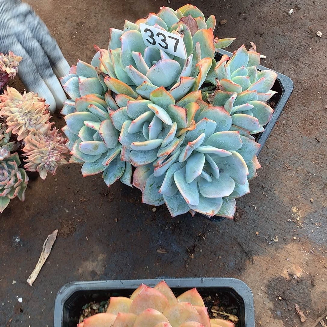 337 一物一拍多肉